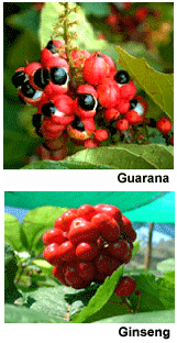 Guarana Berries and Gingseng